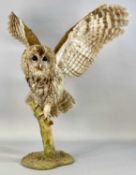 WITHDRAWN FOR FUTURE SALE PENDING CITES CERTIFICATE, APPLY WITHIN - TAXIDERMY TAWNY OWL, 20th