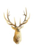 TAXIDERMY LARGE 12-POINT STAGS HEAD, 20th century, 92cms span Provenance: private collection