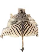 LARGE ZEBRA SKIN, beige with dark brown stripes, with mane and tail, approx. 250 x 174cms maximum (