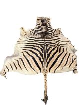 LARGE ZEBRA SKIN, beige with dark brown stripes, with mane and tail, approx. 250 x 174cms maximum (