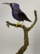 TAXIDERMY PURPLE HONEY CREEPERS A PAIR, 20th century, modelled perched in a naturalistic setting and