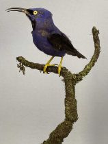 TAXIDERMY PURPLE HONEY CREEPERS A PAIR, 20th century, modelled perched in a naturalistic setting and