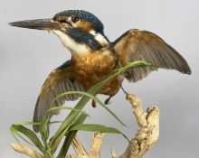 TAXIDERMY KINGFISHER, 20th century, in glazed case, modelled with outstretched wings in a