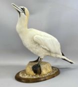 TAXIDERMY GANNET, 20th century, modelled on a naturalistic base with oval oak stand, 54cms (h)