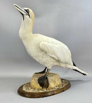 TAXIDERMY GANNET, 20th century, modelled on a naturalistic base with oval oak stand, 54cms (h)