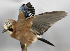TAXIDERMY JAY, 20th century, modelled with outstretched wings, perched on branch with circular oak