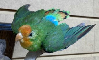 TAXIDERMY ROSY-FACED LOVEBIRD, 20th century, modelled perched on a branch and mounted on a square