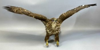 WITHDRAWN FOR FUTURE SALE PENDING CITES CERTIFICATE, APPLY WITHIN - TAXIDERMY BUZZARD, 20th century,