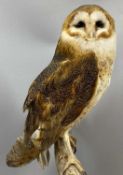 WITHDRAWN FOR FUTURE SALE PENDING CITES CERTIFICATE, APPLY WITHIN - TAXIDERMY BARN OWL, 20th