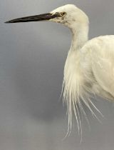 TAXIDERMY EGRET, 20th century, modelled perched on a branch, 55cms (h) Provenance: private