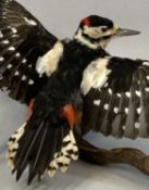 TAXIDERMY GREATER SPOTTED WOODPECKER, 20th century, modelled with outstretched wings by a branch,