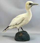 TAXIDEMRY GANNET, 20th century, modelled on a naturalistic form base, 55cms (h) Provenance: