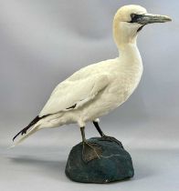 TAXIDEMRY GANNET, 20th century, modelled on a naturalistic form base, 55cms (h) Provenance: