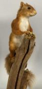 TAXIDERMY RED SQUIRREL, 20th century, modelled standing on a branch on circular oak stand, 37cms (h)