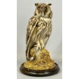 TAXIDERMY LONG EARED OWL 20th century, mounted on a naturalistic base with circular mahogany dome