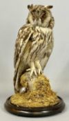 TAXIDERMY LONG EARED OWL 20th century, mounted on a naturalistic base with circular mahogany dome