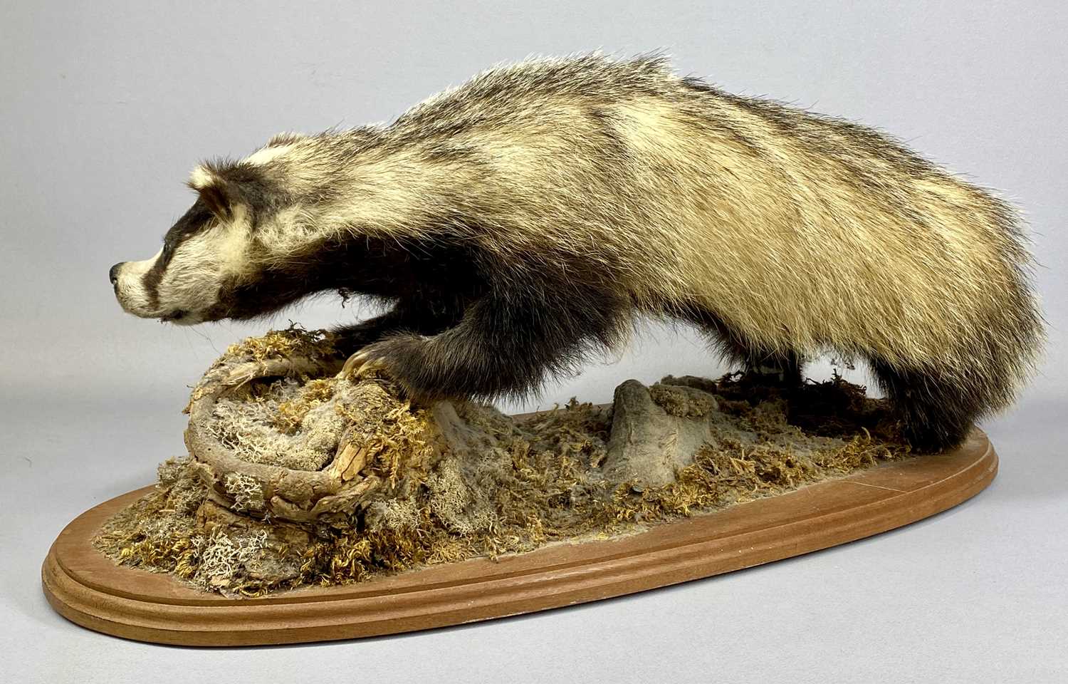 TAXIDERMY BADGER modelled standing on all fours to a naturalistic base on an oval wood board, 32 (h) - Image 2 of 5