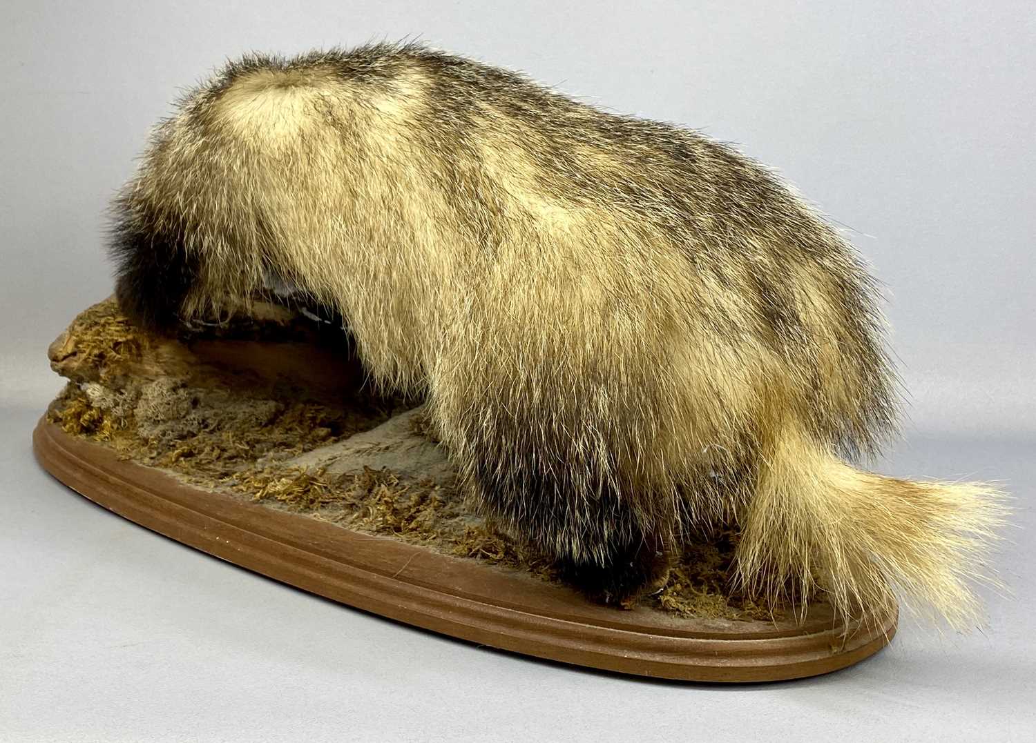 TAXIDERMY BADGER modelled standing on all fours to a naturalistic base on an oval wood board, 32 (h) - Image 3 of 5