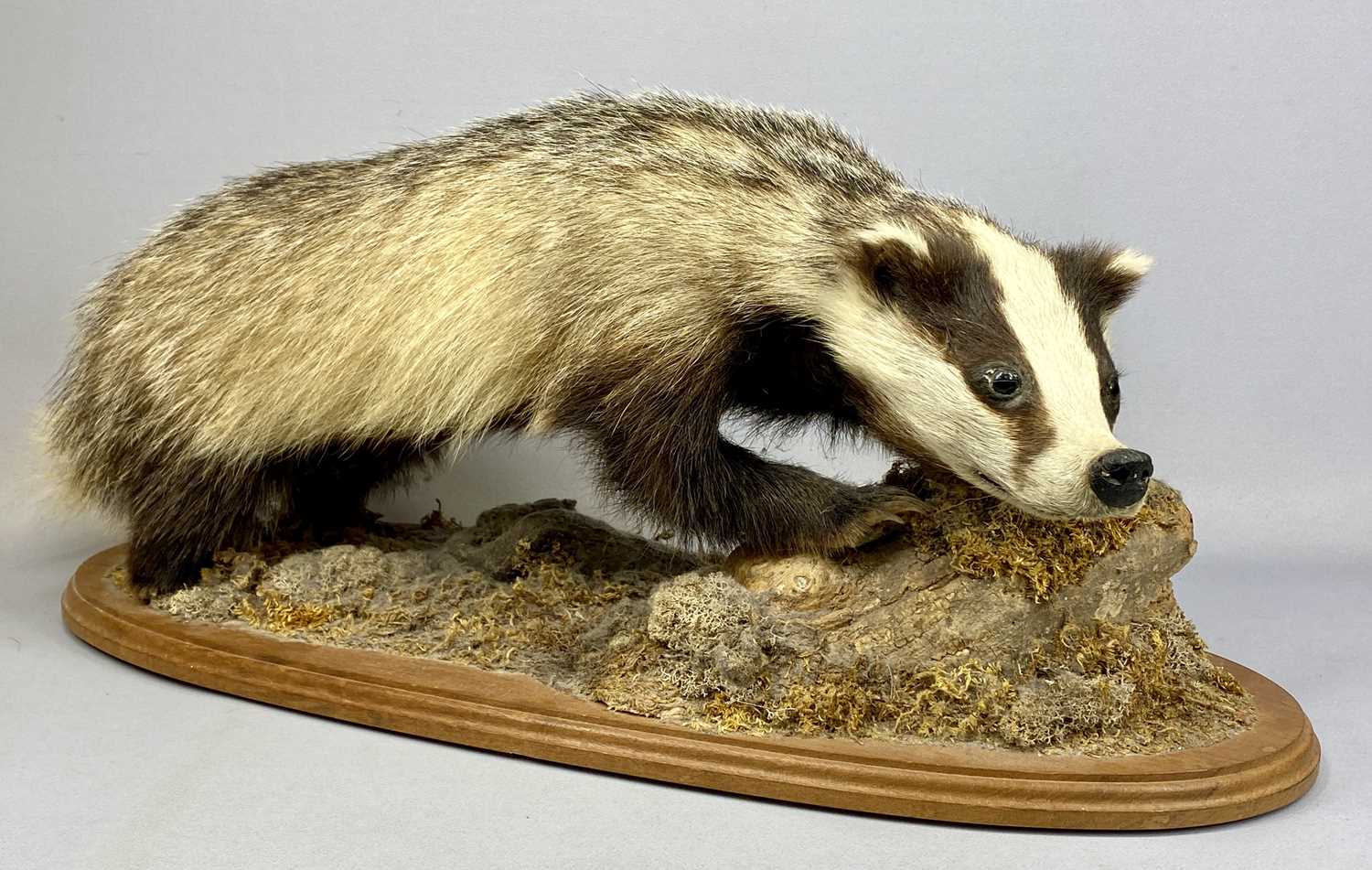 TAXIDERMY BADGER modelled standing on all fours to a naturalistic base on an oval wood board, 32 (h)