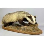 TAXIDERMY BADGER modelled standing on all fours to a naturalistic base on an oval wood board, 32 (h)
