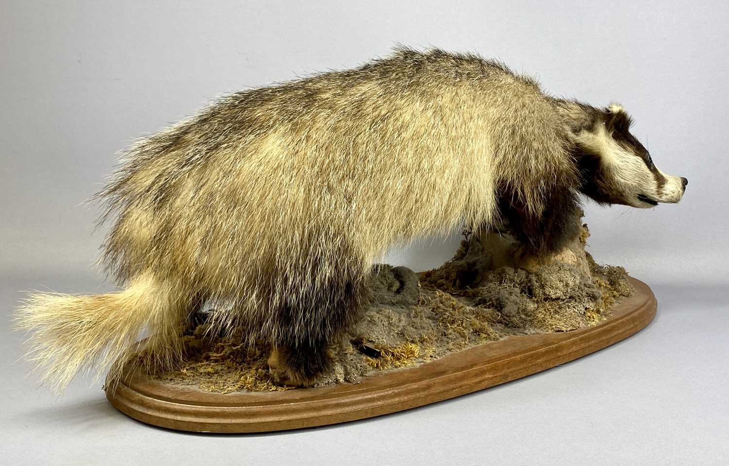 TAXIDERMY BADGER modelled standing on all fours to a naturalistic base on an oval wood board, 32 (h) - Image 4 of 5