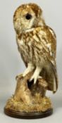 TAXIDERMY TAWNY OWL, 20th century, mounted on a naturalistic form base, 39cms (h) Provenance: