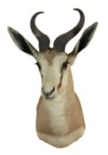 SPRINGBOK SHOULDER MOUNT, with erect ears, good glass eyes, 61cms (h) Provenance: private collection