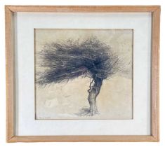 ‡ DAVID WOODFORD (Welsh b.1938) pencil on paper - entitled verso, 'Hawthorn, Winter' signed, 24 x