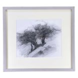 ‡ DAVID WOODFORD graphite pencil on paper - hawthorn tree, fully signed in pencil, 26 x 31cms