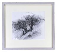 ‡ DAVID WOODFORD graphite pencil on paper - hawthorn tree, fully signed in pencil, 26 x 31cms