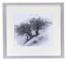 ‡ DAVID WOODFORD graphite pencil on paper - hawthorn tree, fully signed in pencil, 26 x 31cms