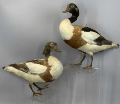 TWO TAXIDERMY SHELDUCKS modelled standing, unmounted Provenance: private collection Conwy