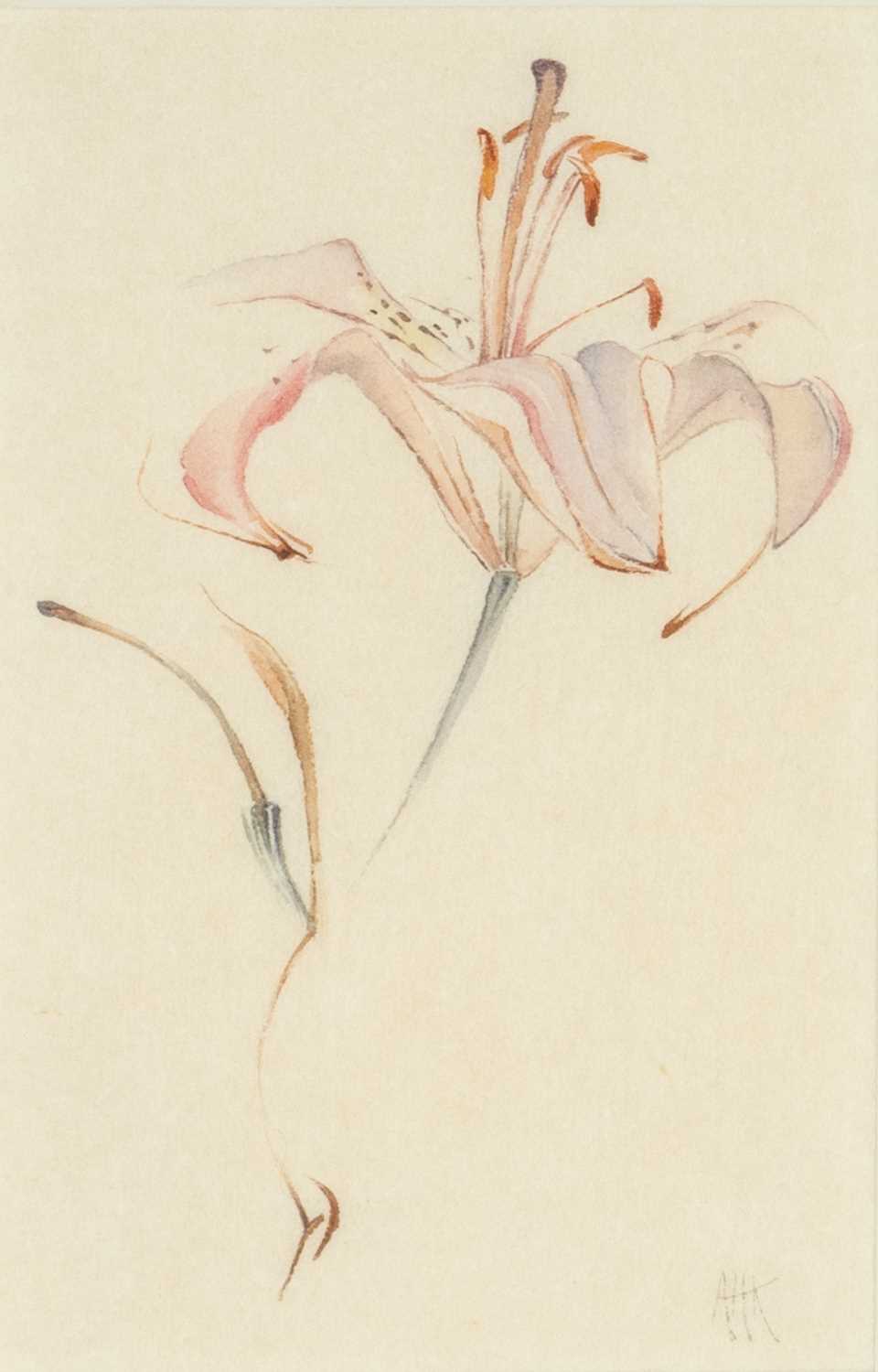 ANGELA KINGSTON, watercolour - four botanical studies, 'Tiger Pink', initialed lower right, Japanese - Image 4 of 5