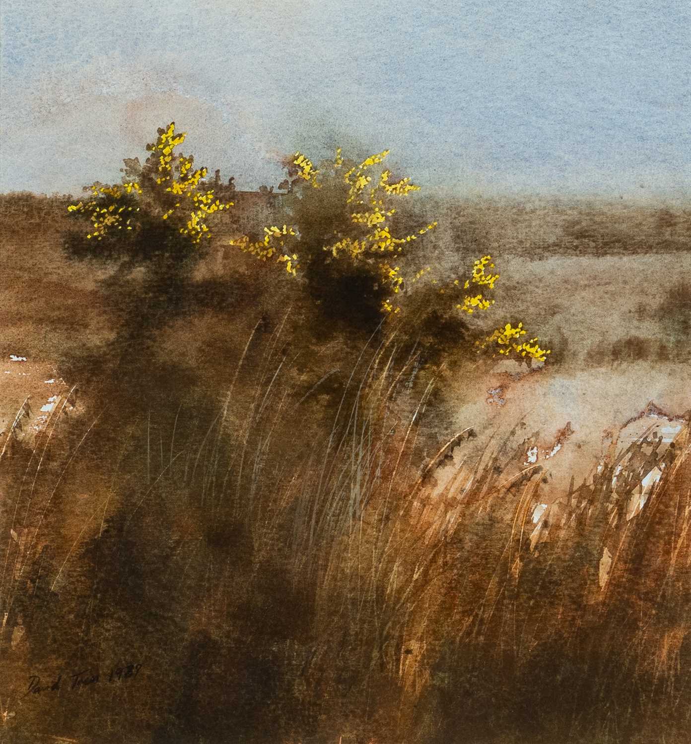 DAVID TRESS (b.1955) watercolour - flowering gorse bush, signed and dated '87, 31 x 29cms