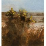 DAVID TRESS (b.1955) watercolour - flowering gorse bush, signed and dated '87, 31 x 29cms