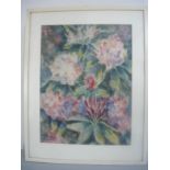 K.Augusti. Rododendron-Blüten. Aquarell auf Papier. Handsigniert. Maß ca. 63x48cm. Hinter Glas