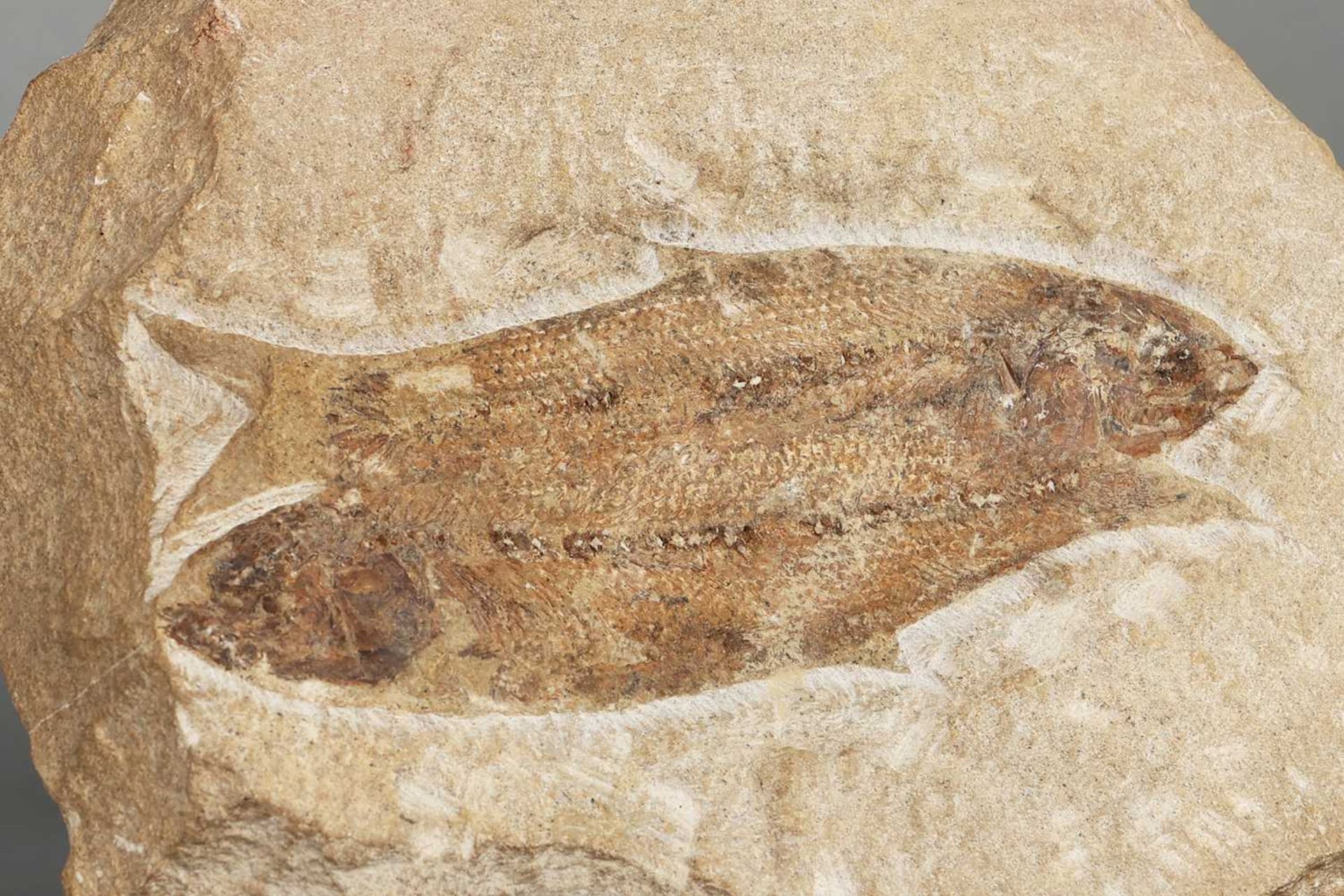 3 Fossilien "Fische" - Image 4 of 5