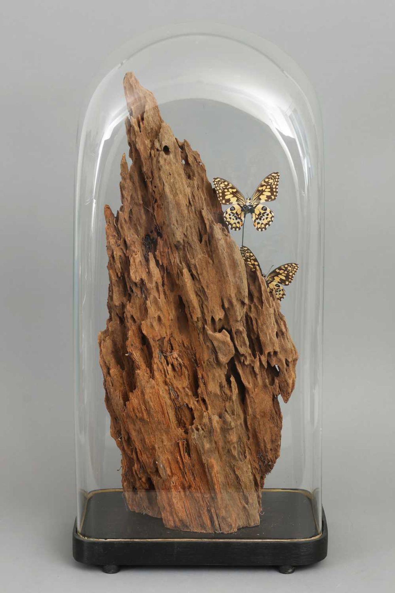 Diorama mit Schmetterlingen (diverse, u.a. "Atrophaneura aristolochiae") - Bild 2 aus 3