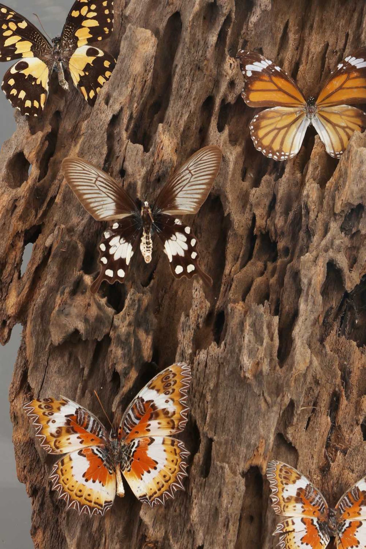 Diorama mit Schmetterlingen (diverse, u.a. "Atrophaneura aristolochiae") - Bild 3 aus 3