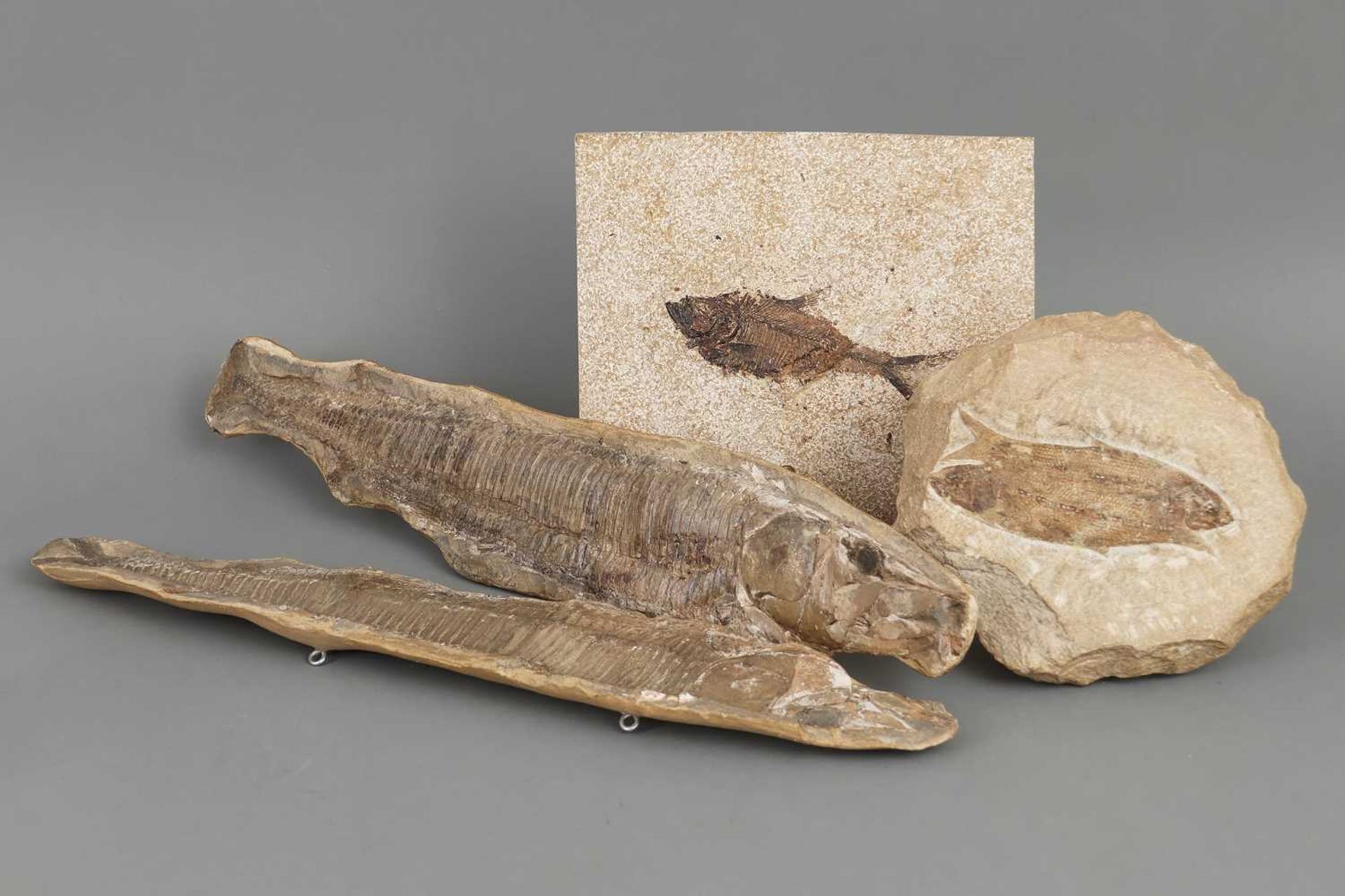 3 Fossilien "Fische"