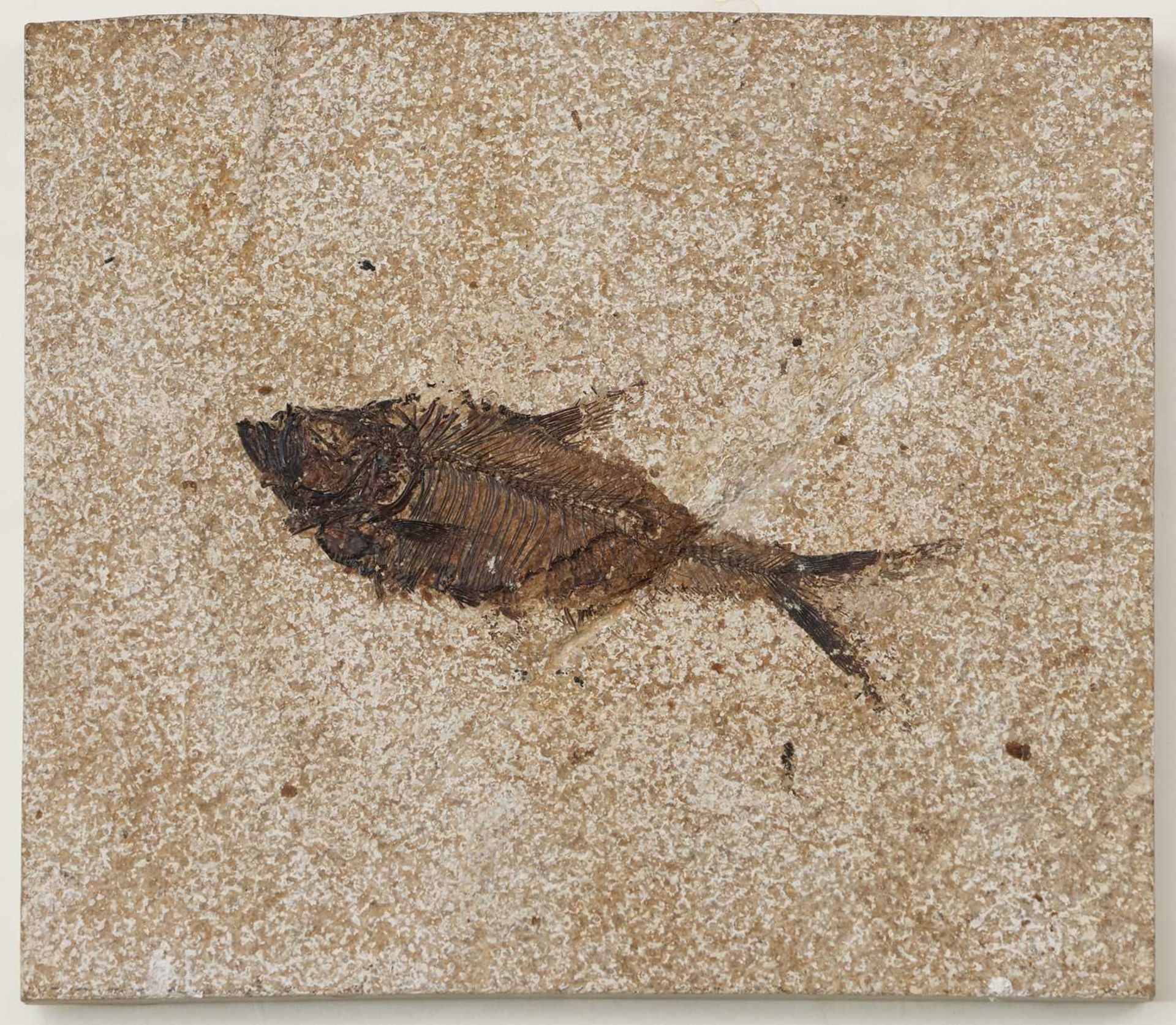 3 Fossilien "Fische" - Image 5 of 5