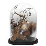 A late 19th Century taxidermy red squirrel on a naturalistic mount within a glass dome on an ebon...