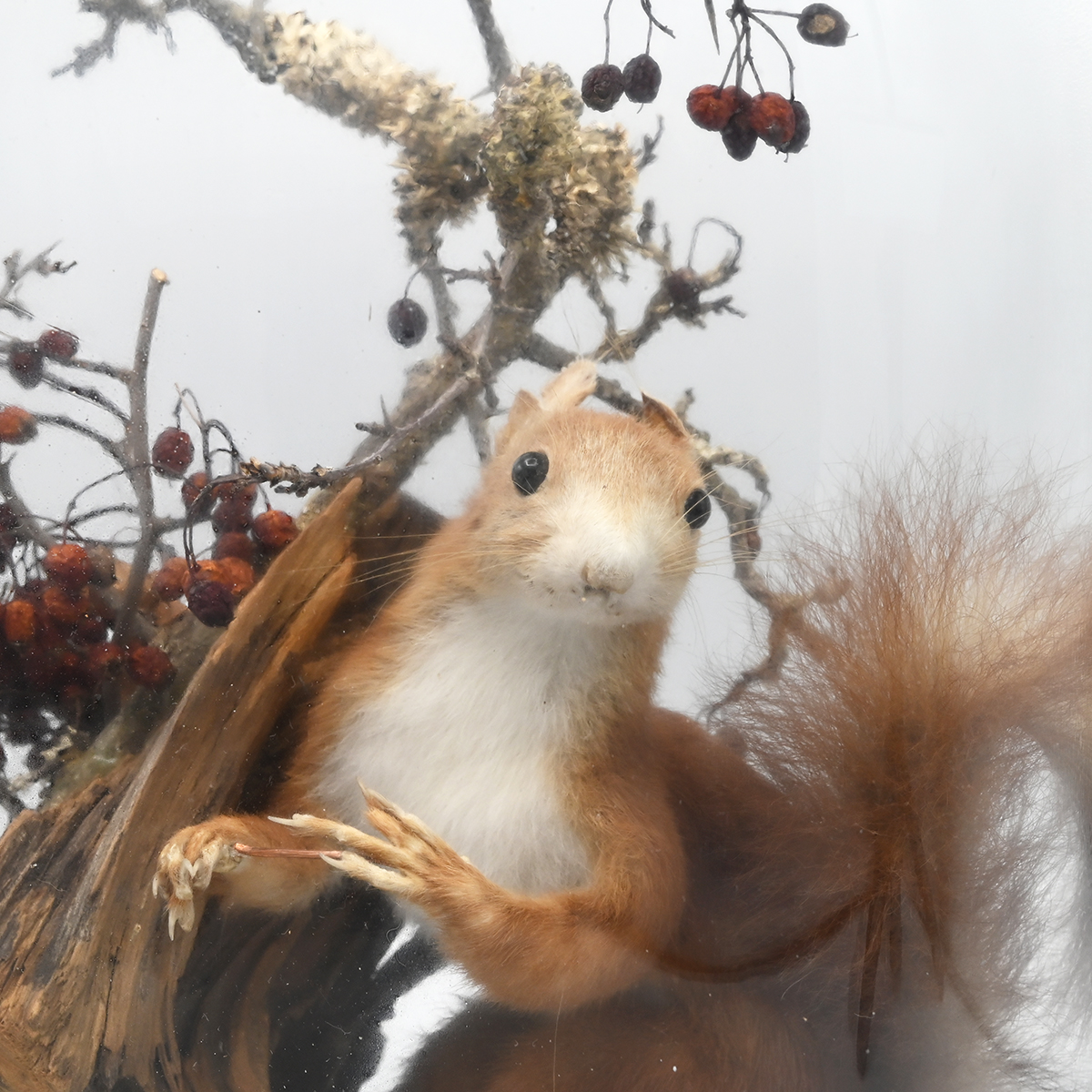 A late 19th Century taxidermy red squirrel on a naturalistic mount within a glass dome on an ebon... - Image 3 of 3
