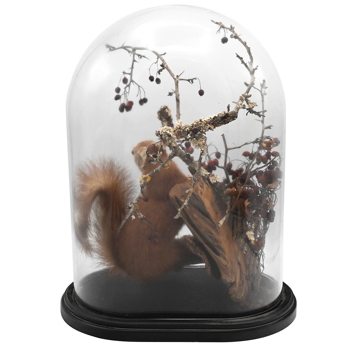 A late 19th Century taxidermy red squirrel on a naturalistic mount within a glass dome on an ebon... - Image 2 of 3