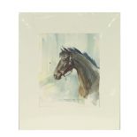 Heather St. Clair Davis  (1937-1999) - Portrait of a horse, facing left, pencil and watercolour, ...