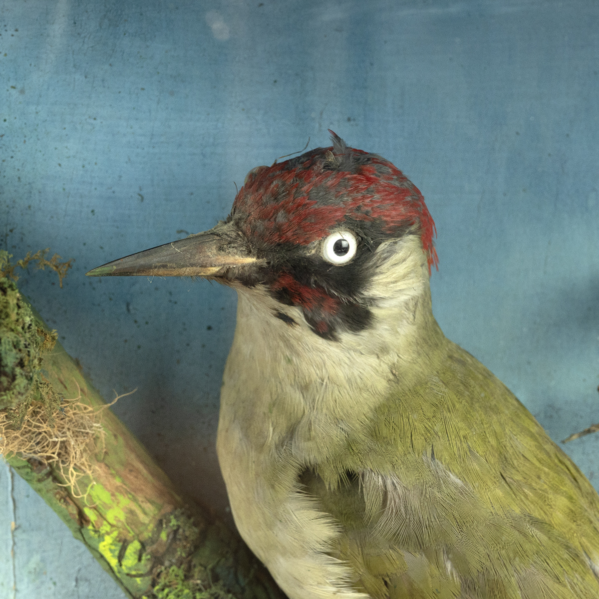 An early 20th-century taxidermy of Red Squirrel and green Woodpecker, set in a naturalistic setti... - Image 3 of 4