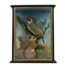 An early 20th-century taxidermy of Red Squirrel and green Woodpecker, set in a naturalistic setti...