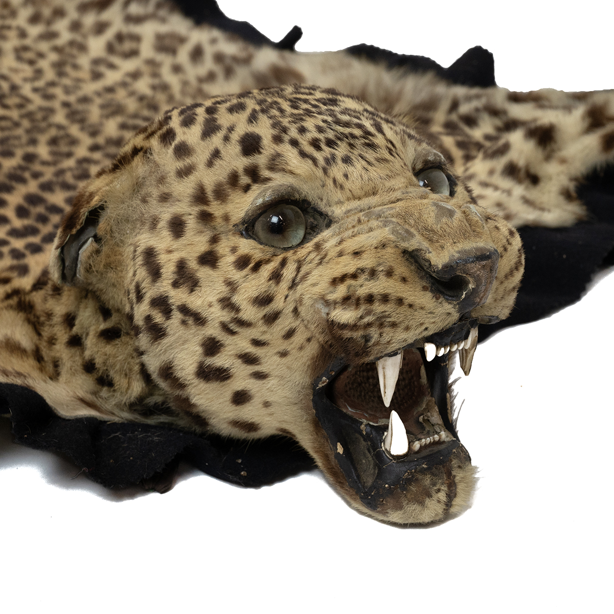 Taxidermy: An Indian leopard skin rug by Van Ingen & Van Ingen, circa 1928, the skin with snarlin... - Image 3 of 6