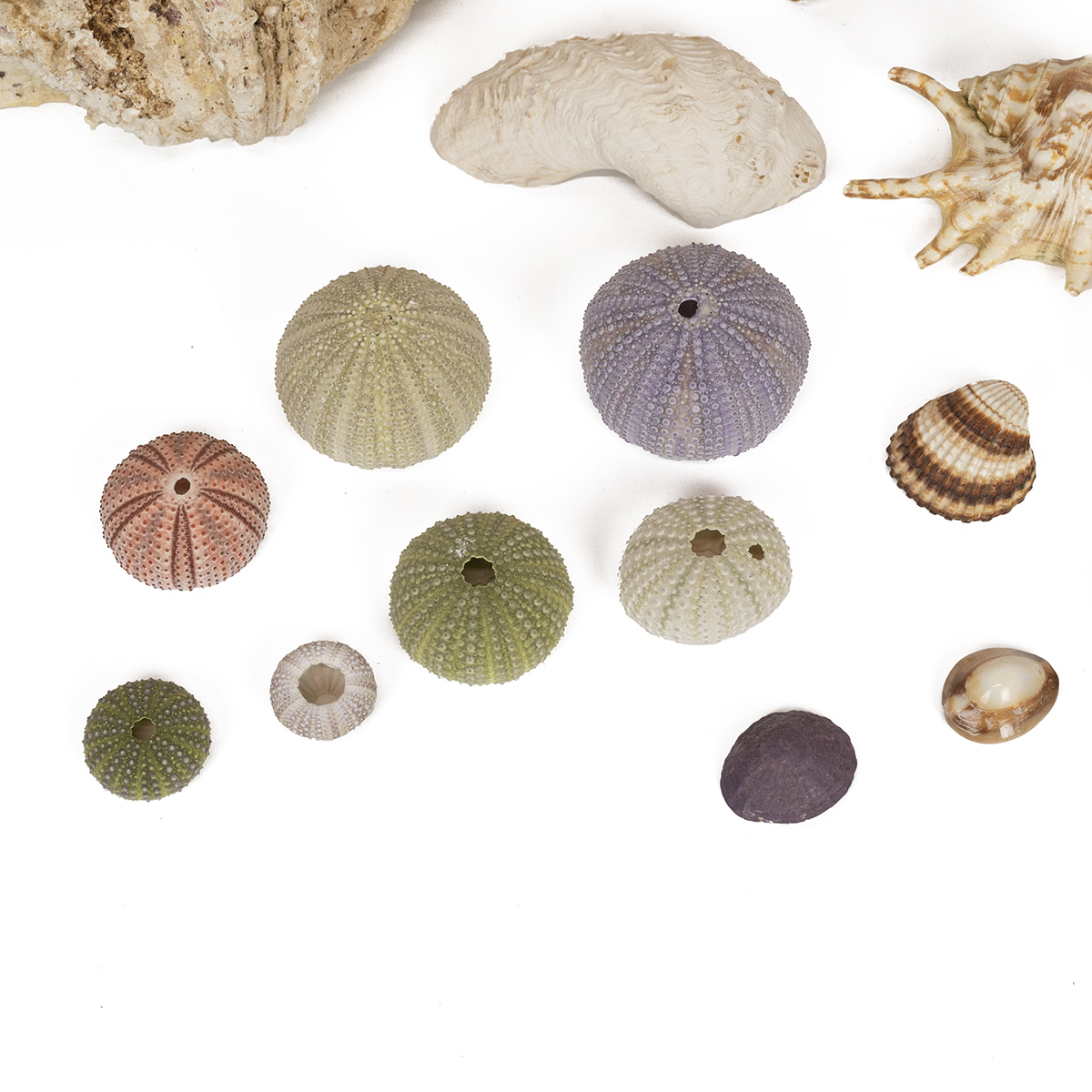 Collection of sea shells and coral, mostly tropical. (38) - Image 3 of 3