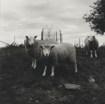 Peter Hujar - Sheep, 1969